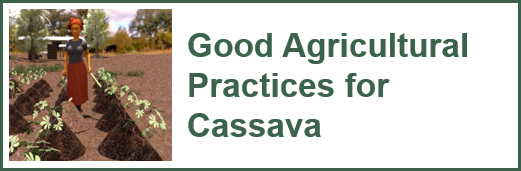 Doing good business with quality cassava basic course